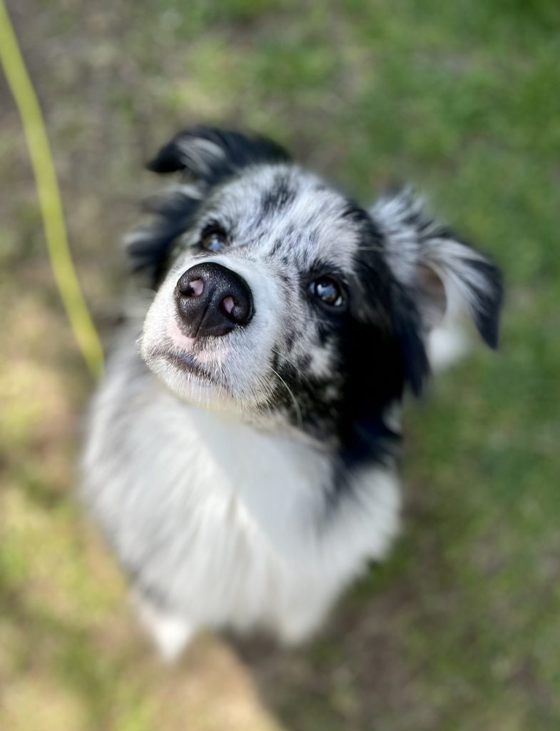 Border Collie Major Nelson
